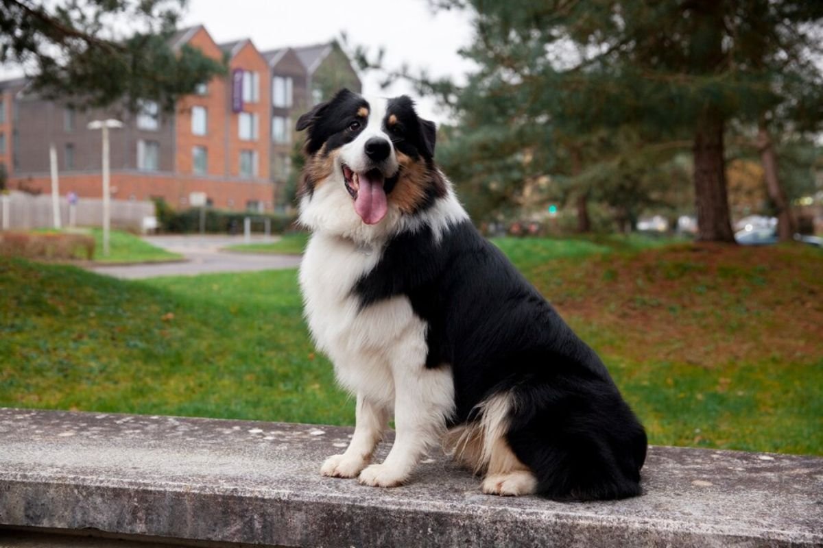 Collie  Made famous